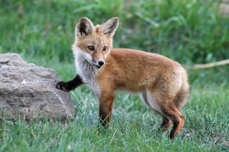 Entry image for The Fox Didn’t Say. Clicking this image will show a larger photo