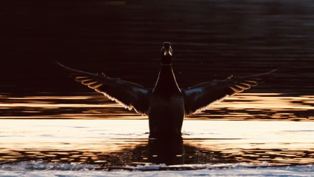 Entry image for Mallard Rising. Clicking this image will show a larger photo