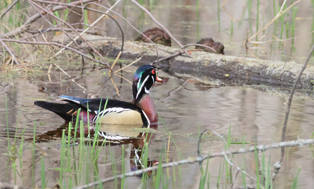 Entry image for Marsh Royalty. Clicking this image will show a larger photo