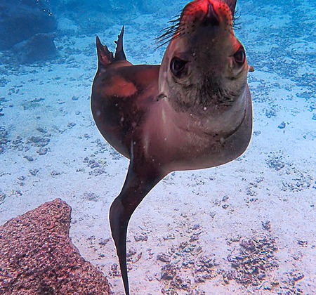 Entry image for My Friend the Sea Lion. Clicking this image will show a larger photo