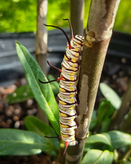 Entry image for Queen butterfly  caterpillar. Clicking this image will show a larger photo