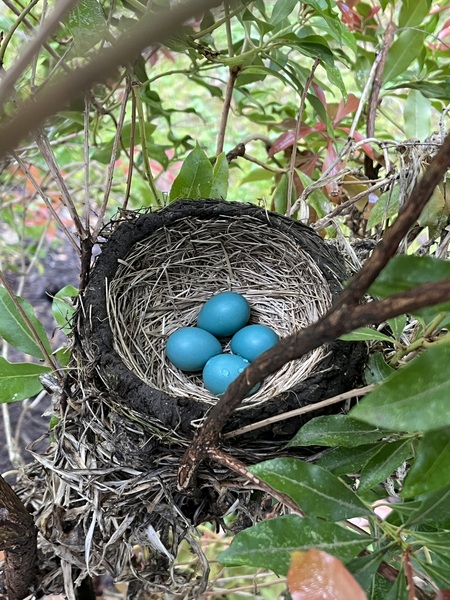 Entry image for Robin Eggs in Nest, Wilton, Connecticut, May 11, 2026. Clicking this image will show a larger photo