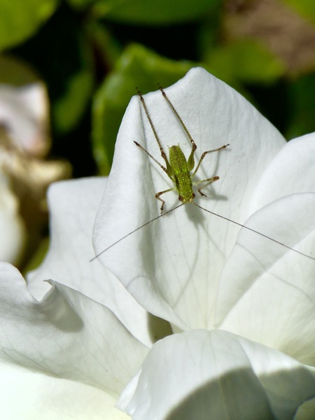 Entry image for  sleepy cricket. Clicking this image will show a larger photo