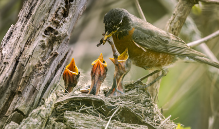 Entry image for It's Supper Time !. Clicking this image will show a larger photo