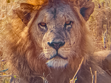 Entry image for Stone Cold Stare. Clicking this image will show a larger photo