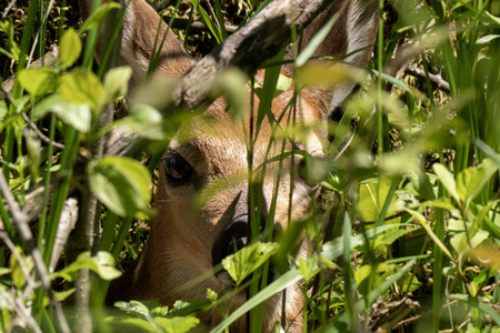 Entry image for The Hidden Child. Clicking this image will show a larger photo
