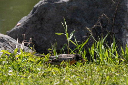 Entry image for Food Chain. Clicking this image will show a larger photo
