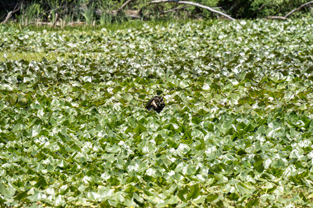 Entry image for Spatterdock Resident. Clicking this image will show a larger photo