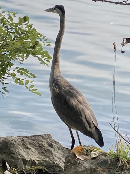 Entry image for Poised Heron ‘Posing’ for a Pic. Clicking this image will show a larger photo