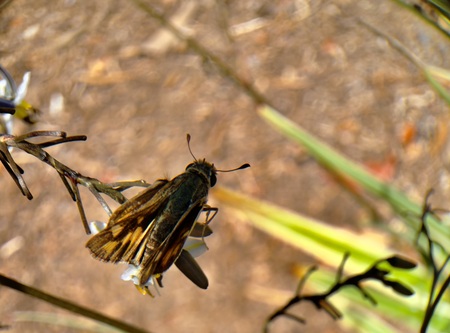 Entry image for tired moth. Clicking this image will show a larger photo