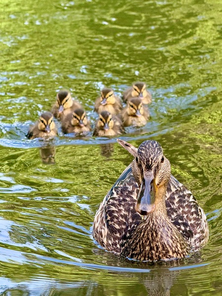 Entry image for Quack Attack!. Clicking this image will show a larger photo