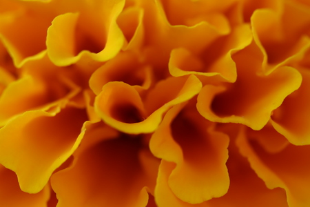 Entry image for Marigold. Clicking this image will show a larger photo