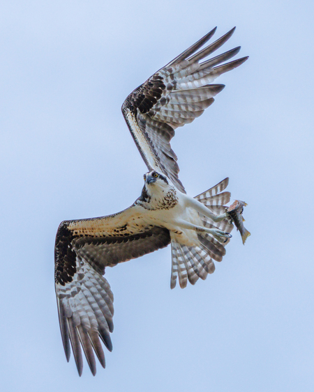 Entry image for Check out my CATCH!!. Clicking this image will show a larger photo