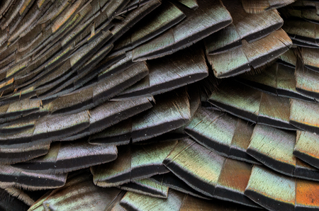 Entry image for Prismatic Plumage. Clicking this image will show a larger photo