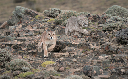 Entry image for Before the Chase. Clicking this image will show a larger photo