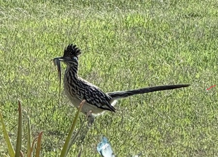 Entry image for Lunch on the Run. Clicking this image will show a larger photo