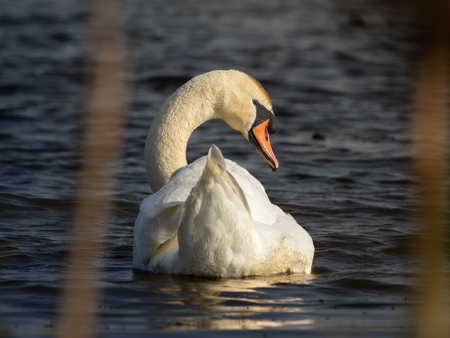 Entry image for Silent Majesty. Clicking this image will show a larger photo