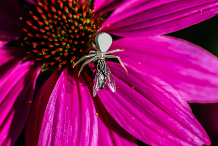 Entry image for GOT YOU!. Clicking this image will show a larger photo
