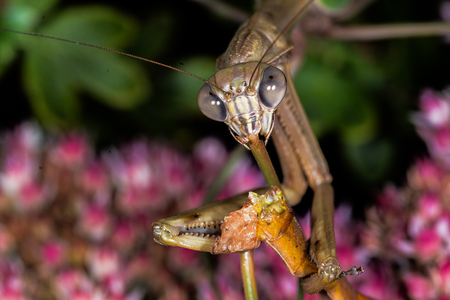 Entry image for DEADLY MATING. Clicking this image will show a larger photo