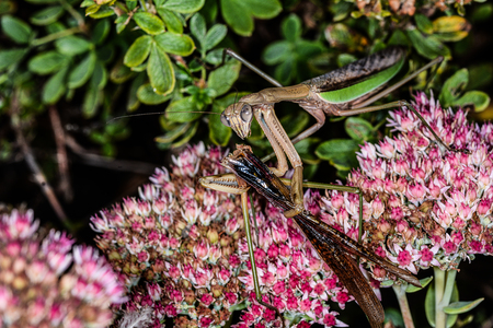 Entry image for DEADLY MATING II. Clicking this image will show a larger photo