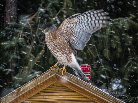 Entry image for SNOWY WINGS. Clicking this image will show a larger photo