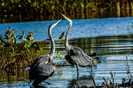 Entry image for MATING DANCE. Clicking this image will show a larger photo