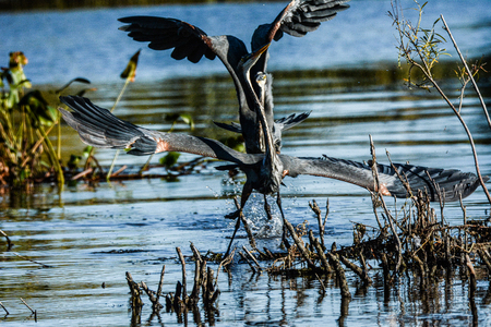 Entry image for MATING DANCE II. Clicking this image will show a larger photo
