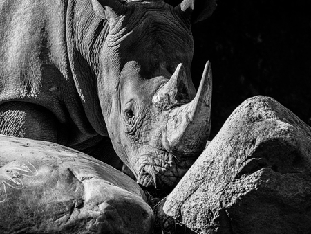 Entry image for LONELY RHINO. Clicking this image will show a larger photo