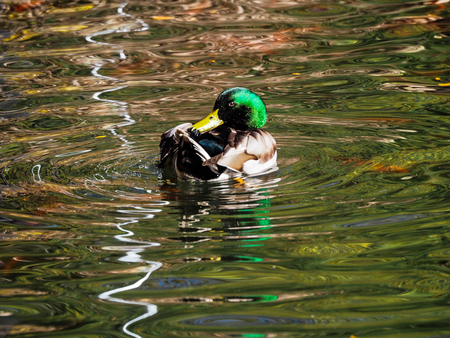 Entry image for RELAXING POND. Clicking this image will show a larger photo