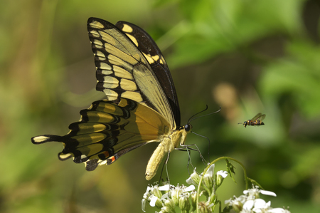 Entry image for Serendipity. Clicking this image will show a larger photo