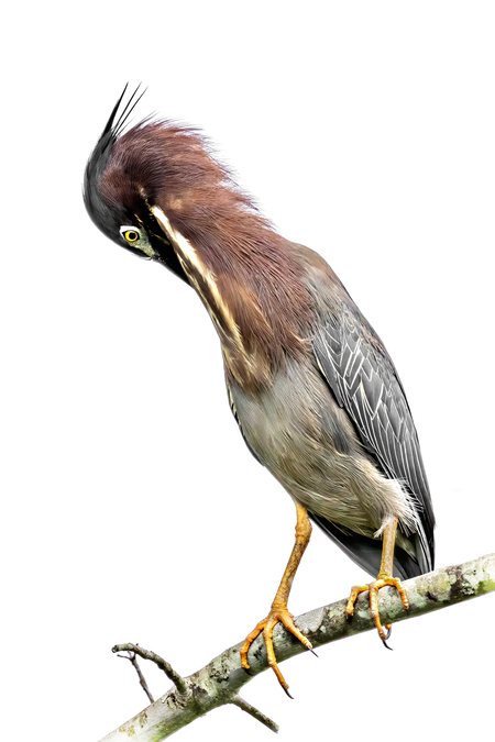 Entry image for Green Heron Preening. Clicking this image will show a larger photo