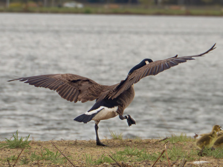 Entry image for Feathers, Captured. Clicking this image will show a larger photo