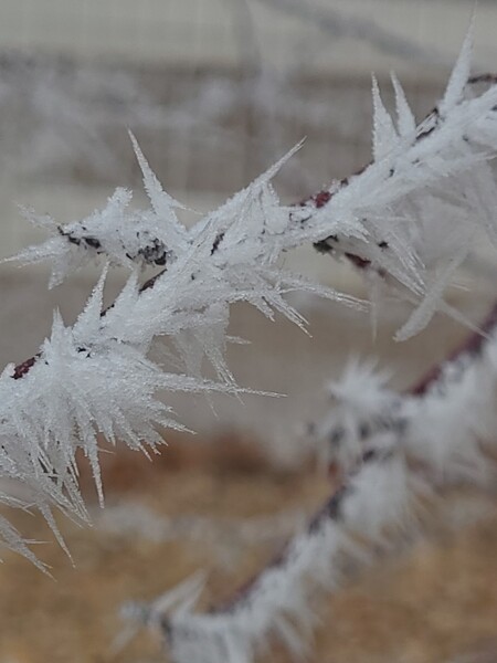 Entry image for Ice. Clicking this image will show a larger photo