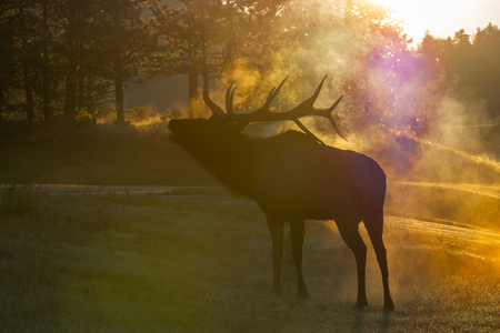 Entry image for Morning Mist. Clicking this image will show a larger photo