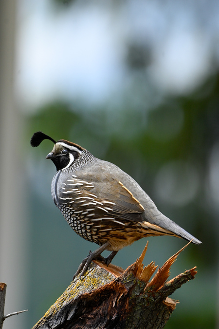 Entry image for The feathered king. Clicking this image will show a larger photo
