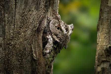 Entry image for Camouflage . Clicking this image will show a larger photo