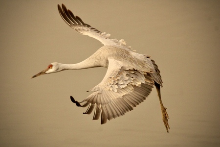 Entry image for Incoming. Clicking this image will show a larger photo