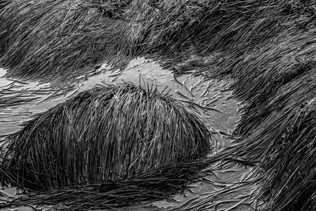 Entry image for Sea Grass. Clicking this image will show a larger photo