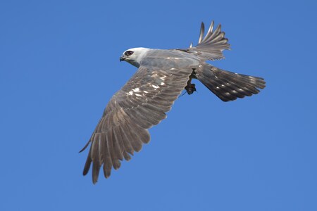 Entry image for Kite Delivery Flight. Clicking this image will show a larger photo