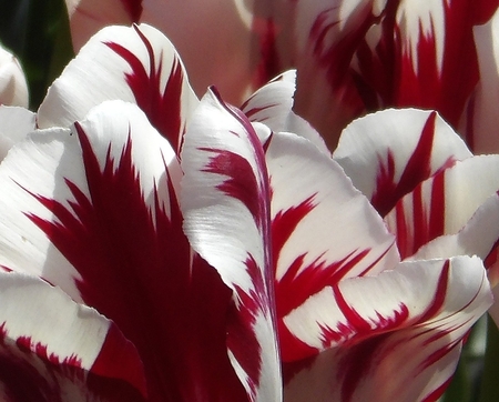 Entry image for Tulip Royalty. Clicking this image will show a larger photo