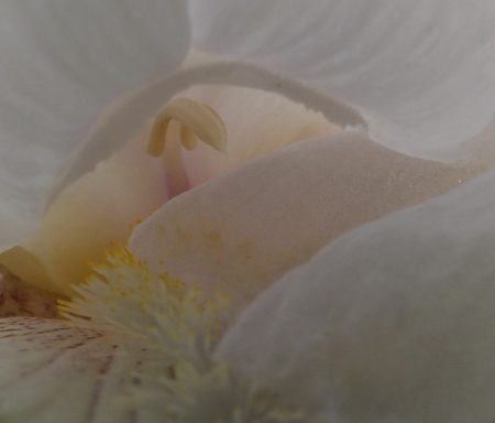 Entry image for White Iris Subtle Beauty. Clicking this image will show a larger photo