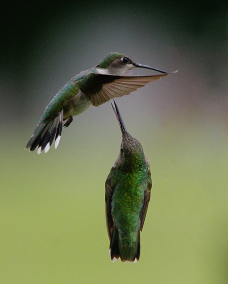 Entry image for Dueling Humming Birds. Clicking this image will show a larger photo