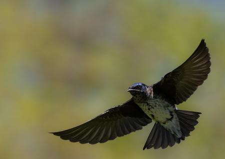 Entry image for The Shape of Flight. Clicking this image will show a larger photo