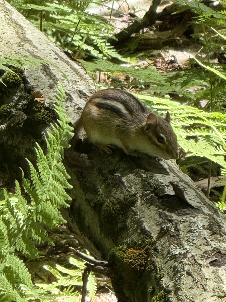 Entry image for Chip Off The Old Log. Clicking this image will show a larger photo