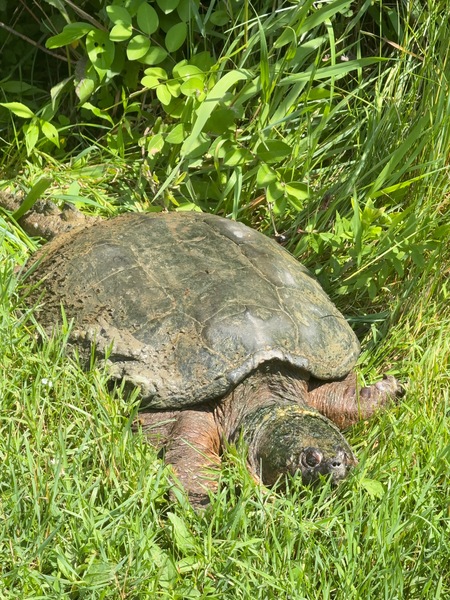 Entry image for Ancient Guardian of the Bog. Clicking this image will show a larger photo