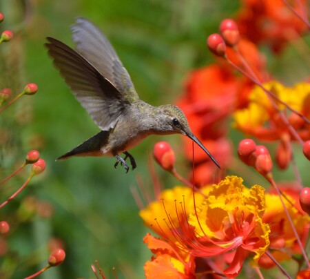 Entry image for Summer Snack. Clicking this image will show a larger photo