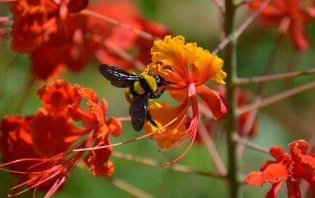 Entry image for Buzzy Day. Clicking this image will show a larger photo