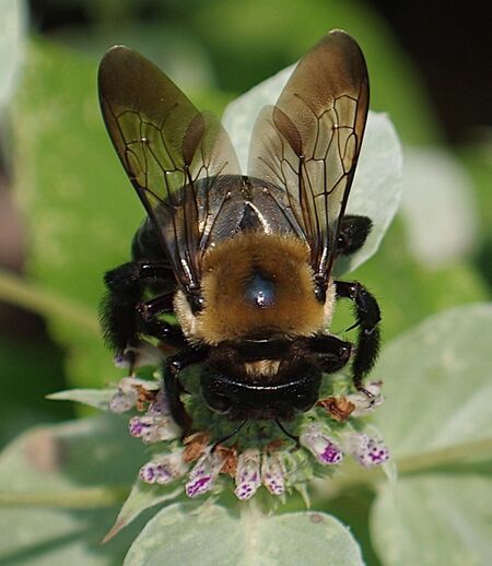 Entry image for Bee on a flower. Clicking this image will show a larger photo