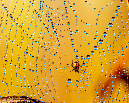 Entry image for Silk and Pearls . Clicking this image will show a larger photo