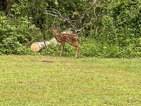 Entry image for Oh deer. Clicking this image will show a larger photo